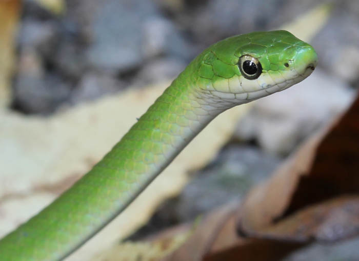 Rough Green Snake